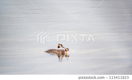 Two Great Crested Grebes swim in the lake 113411823