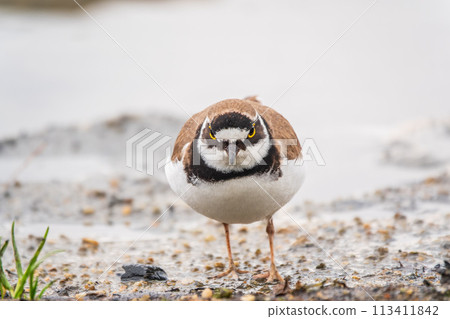 Little ringed plover (Charadrius dubius), bird standing on the lake shore 113411842