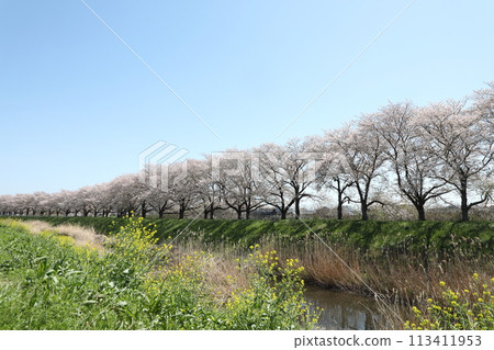 Sakura that shines in the blue sky 113411953