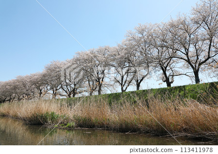Sakura that shines in the blue sky Sakura that shines in the blue sky 113411978