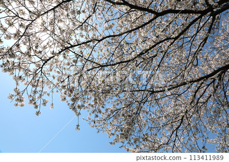 Sakura that shines in the blue sky 113411989