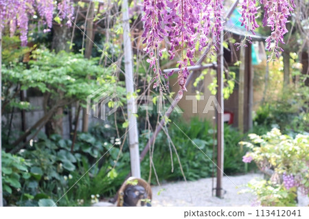 泉南市熊野街道新立宿紫藤節 泉南市熊野街道新立宿紫藤節 113412041