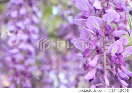 泉南市熊野街道新立宿紫藤節 113412058