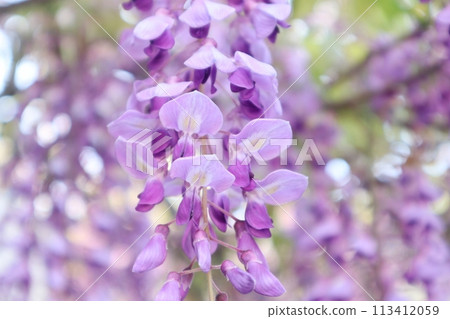 泉南市熊野街道新立宿紫藤節 113412059