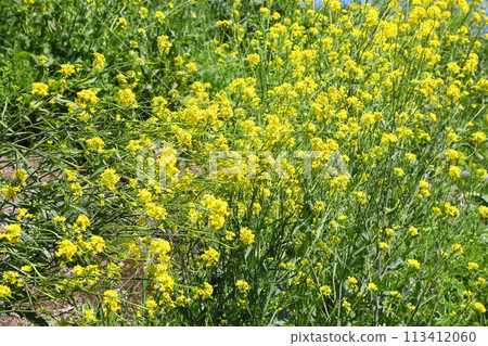 強姦開花發光在藍天 強姦開花發光在藍天 113412060