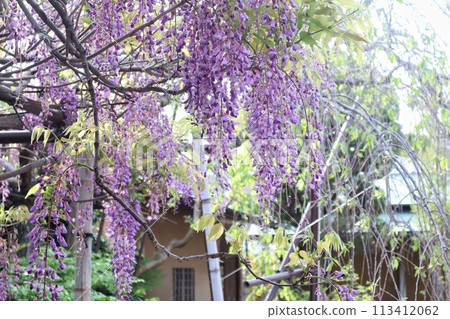 泉南市熊野街道新立宿紫藤節 泉南市熊野街道新立宿紫藤節 113412062