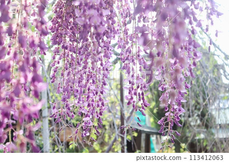 泉南市熊野街道新立宿紫藤節 113412063