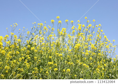 強姦開花發光在藍天 113412064