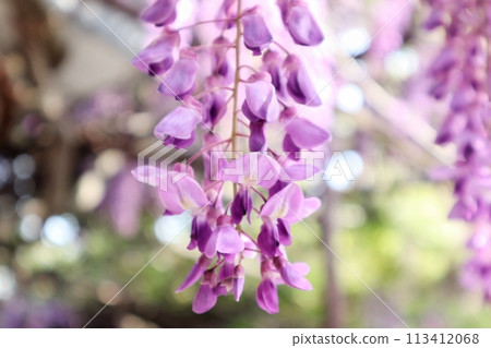 泉南市熊野街道新立宿紫藤節 113412068