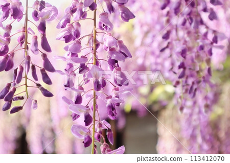 泉南市熊野街道新立宿紫藤節 泉南市熊野街道新立宿紫藤節 113412070