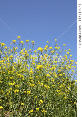 強姦開花發光在藍天 強姦開花發光在藍天 113412071