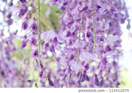 泉南市熊野街道新立宿紫藤節 泉南市熊野街道新立宿紫藤節 113412074