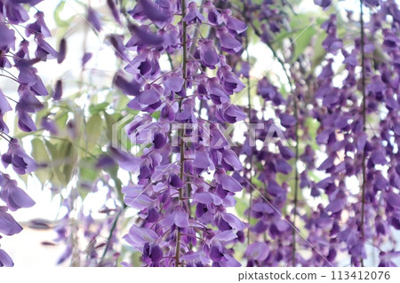 泉南市熊野街道新立宿紫藤節 泉南市熊野街道新立宿紫藤節 113412076