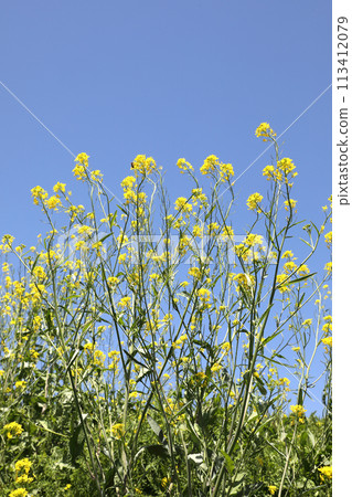 強姦開花發光在藍天 強姦開花發光在藍天 113412079
