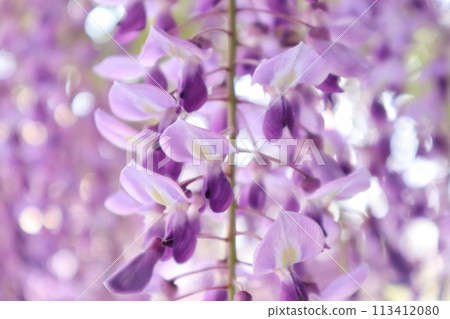 泉南市熊野街道新立宿紫藤節 泉南市熊野街道新立宿紫藤節 113412080