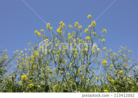 強姦開花發光在藍天 113412082