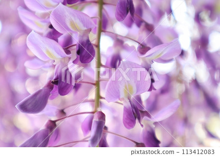 泉南市熊野街道新立宿紫藤節 113412083