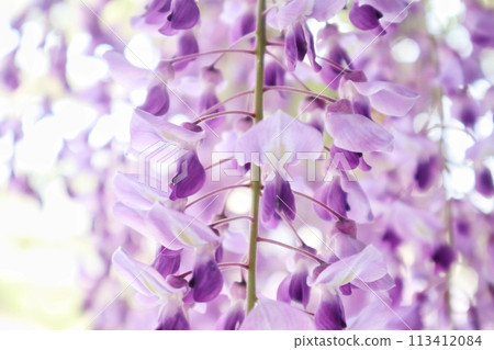 Sennan City Wisteria Festival at Shindachi-juku on the Kumano Highway 113412084