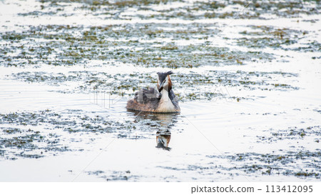 The water bird Great crested Grebe, Podiceps cristatus, swimming in the lake, and its cute babies riding on its back 113412095