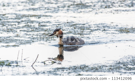 The waterfowl bird Great Crested Grebe swimming in the calm lake The waterfowl bird Great Crested Grebe swimming in the calm lake 113412096