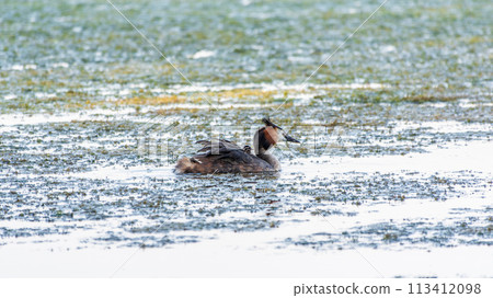 The water bird Great crested Grebe, Podiceps cristatus, swimming in the lake, and its cute babies riding on its back 113412098