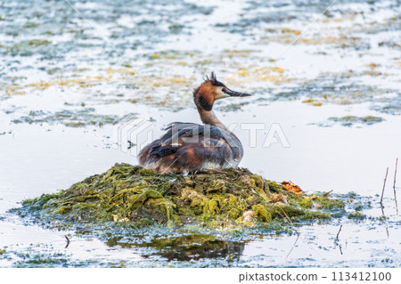 Great Crested Grebe, Podiceps cristatus, water bird sitting on the nest, nesting time on the green lake 113412100