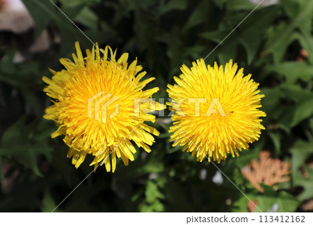 cute dandelion 113412162