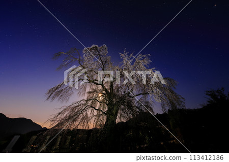 Harama's cherry blossoms and the moon 113412186