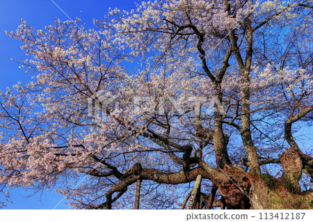 在本鄉的千禧櫻花 在本鄉的千禧櫻花 113412187