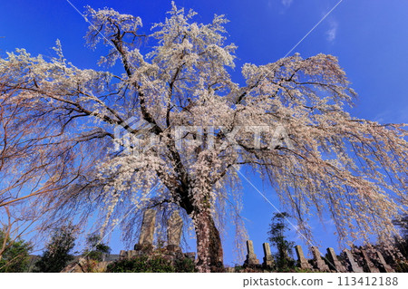 Itozakura between the original 113412188