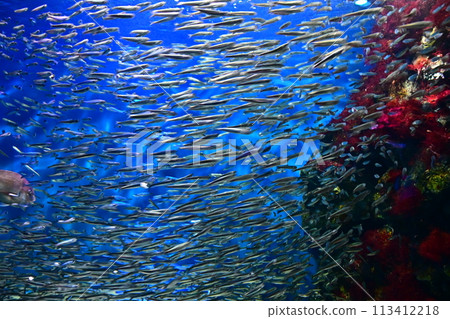 Horde of sardines 113412218