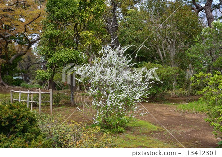 Spiraea ulmoides, Tojogaoka Historical Park Spiraea ulmoides, Tojogaoka Historical Park 113412301