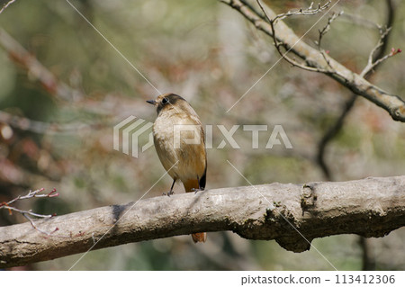 冬鳥,達烏爾鶲棲息在樹枝上♀ 冬鳥,達烏爾鶲棲息在樹枝上♀ 113412306