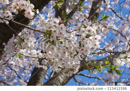 春天的色彩櫻花 春天的色彩櫻花 113412386