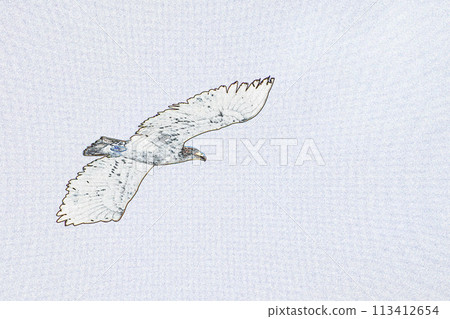 柔和風格的「白尾鷹在天空中飛翔」插畫影像 113412654