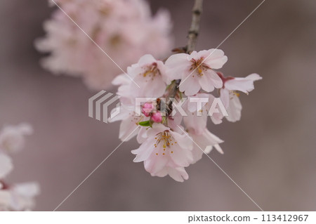 櫻花櫻花盛開 113412967