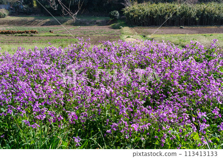 Flower garden and road Flower garden and road 113413133