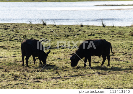 Buffalos grazing on the banks of the Chobe river 113413140