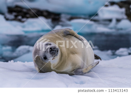 Crabeater Seal resting on a sheet of ice 113413143