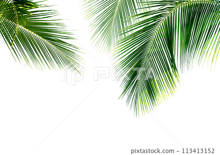 Coconut palm leaves isolated on white background 113413152