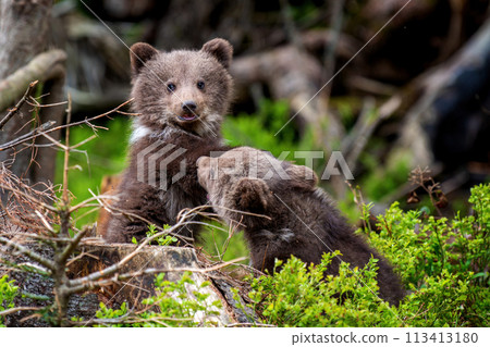Two young brown bear cub in the forest. Portrait of brown bear, animal in the nature habitat Two young brown bear cub in the forest. Portrait of brown bear, animal in the nature habitat 113413180