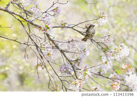 就在櫻花開始飄落的時候,一隻鵯棲息在樹枝頂端,思考著什麼。 就在櫻花開始飄落的時候,一隻鵯棲息在樹枝頂端,思考著什麼。 113413396
