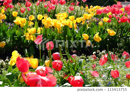 Blooming tulip flowers (5) Blooming tulip flowers (5) 113413755