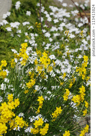 A spring garden with daffodils and leek flowers A spring garden with daffodils and leek flowers 113413824
