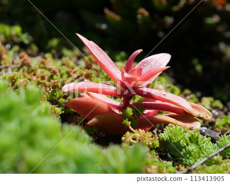 Fire festival 113413905