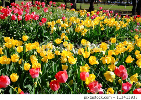 盛開的鬱金香花 (8) 113413935