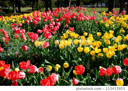 盛開的鬱金香花 (9) 113413953