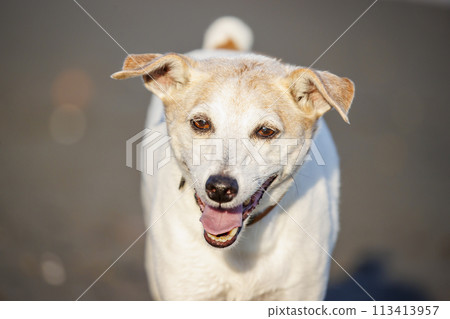 微笑的傑克羅素梗犬 113413957