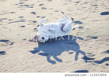 傑克羅素梗犬躺在沙灘上 傑克羅素梗犬躺在沙灘上 113413959