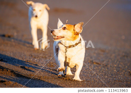 Jack Russell Terrier dog walking on the beach 113413963